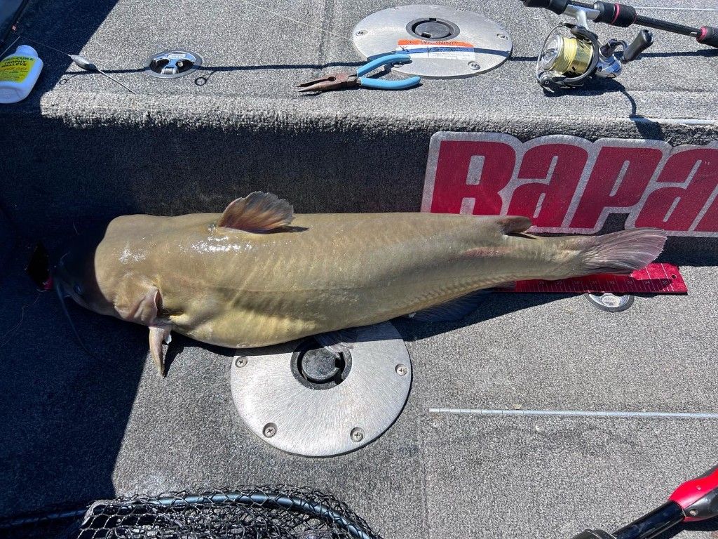Large Catfish in Colorado 2022